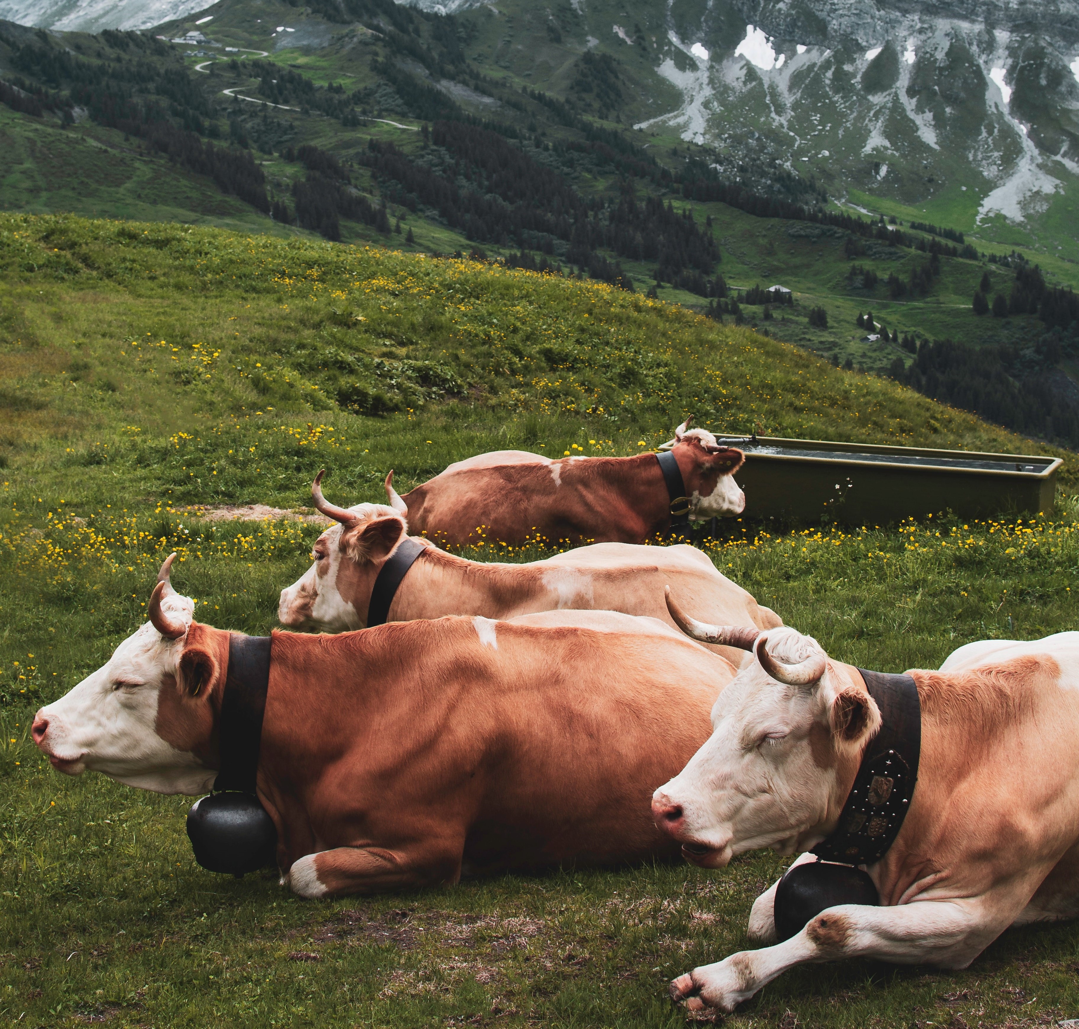 Explore Zermatt